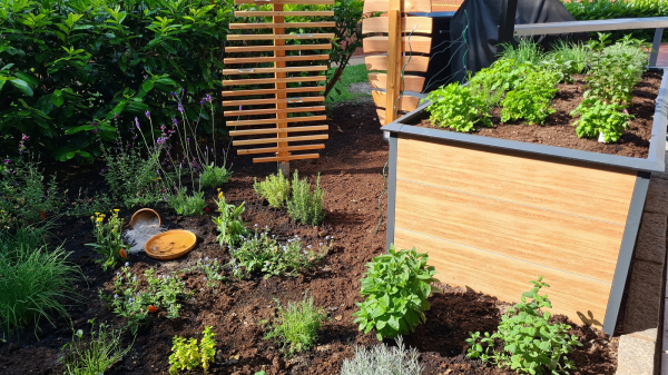 Die jüngst umgestaltete Kieselfläche an der Vereinsterrasse ist nicht wiederzuerkennen und nun ein geruchs-, geschmacks- und farbenprächtiges Kräuter- und Staudenbeet. Foto: Lukas Peschke