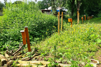 Eines der Teilprojekte zur ökologischen Aufwertung der Vereinsanlage: Die im Rahmen des Heimat-Scheck-Projektes neu angelegte, insektenfreundliche Blühfläche neben Tennisplatz 4. Foto: Lukas Peschke/TCO